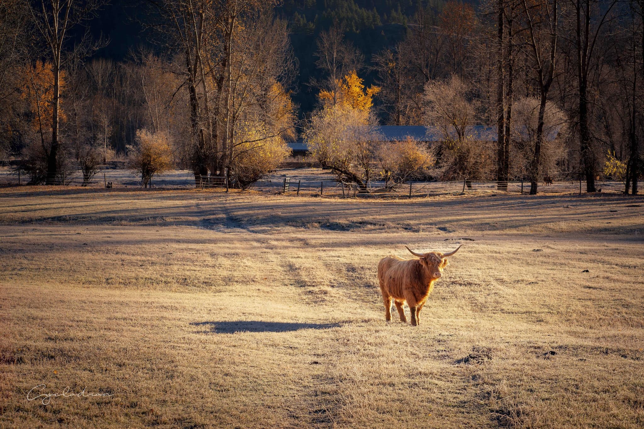 Highland cattle in frosty field with golden autumn trees